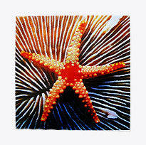 Astral Social Club : Star Guzzlers (LP, Ltd, Shr)